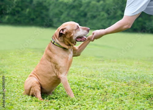 A senior Retriever/Terrier mixed breed dog shaking hands with its owner