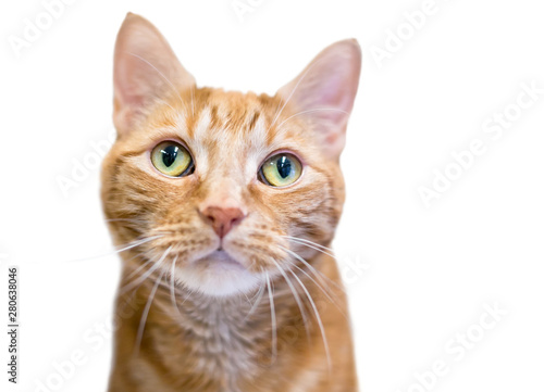 Close up of an orange tabby domestic shorthair cat with green eyes
