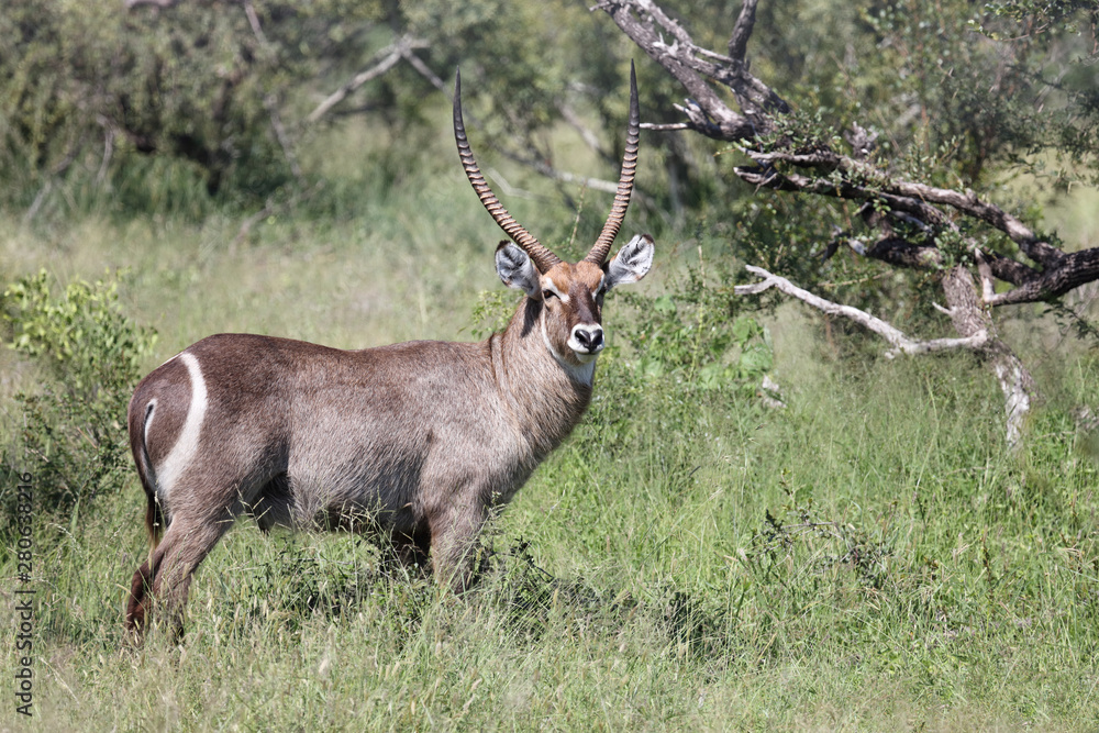 Obraz premium Wasserbock / Waterbuck / Kobus ellipsiprymnus