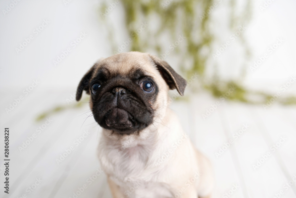 An adorable pug puppy sitting on white wood background with greenery