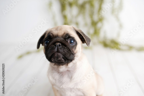 An adorable pug puppy sitting on white wood background with greenery © Tanya