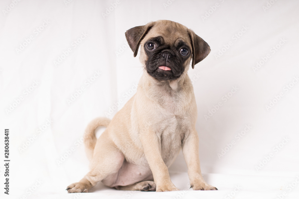 Funny portrait pug dog with tongue out looking at camera isolated - text space on the sides Funny portrait pug dog with tongue out looking at camera isolated - text space on the sides