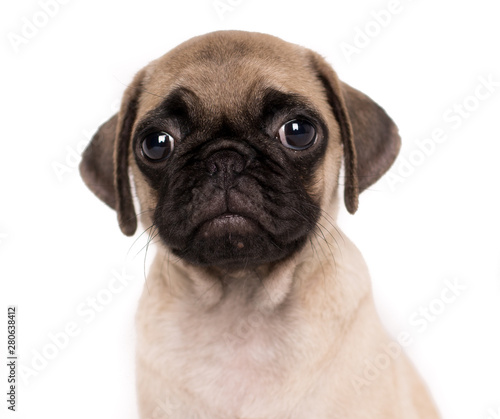 sad pug puppy close-up portrait in front of white bakcground