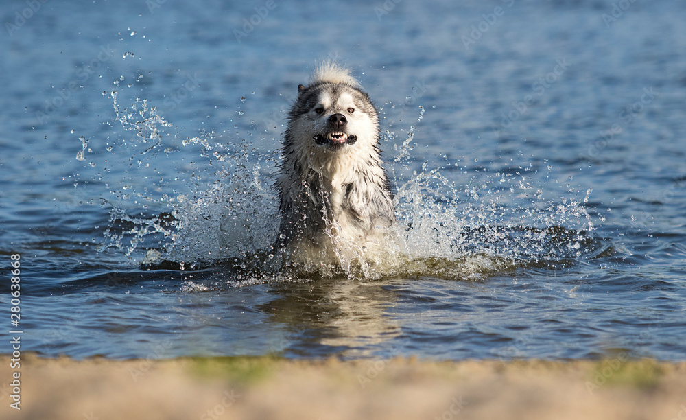 dog in spray of water, Alaskan Malamute breed