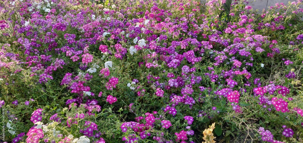 purple flowers in the garden purple flowers in the garden