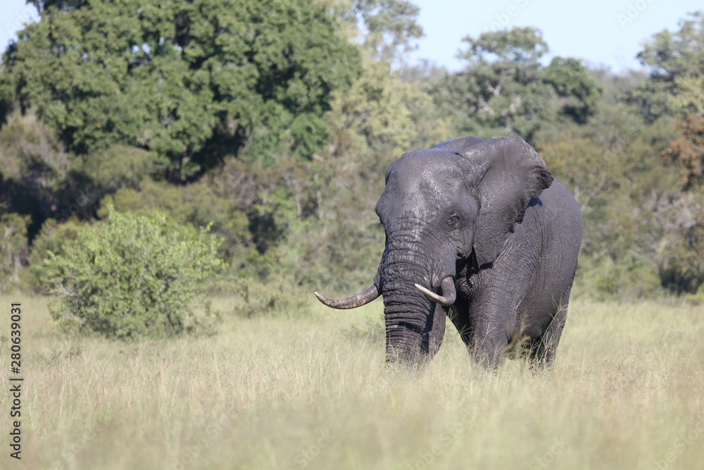 Obraz premium Afrikanischer Elefant / African elephant / Loxodonta africana