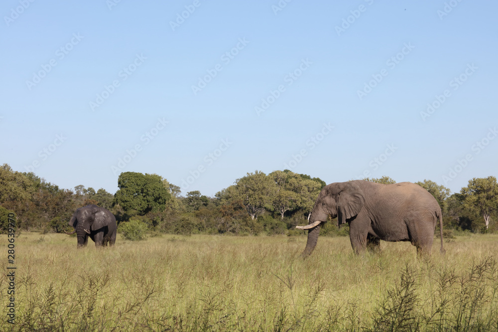 Fototapeta premium Afrikanischer Elefant / African elephant / Loxodonta africana