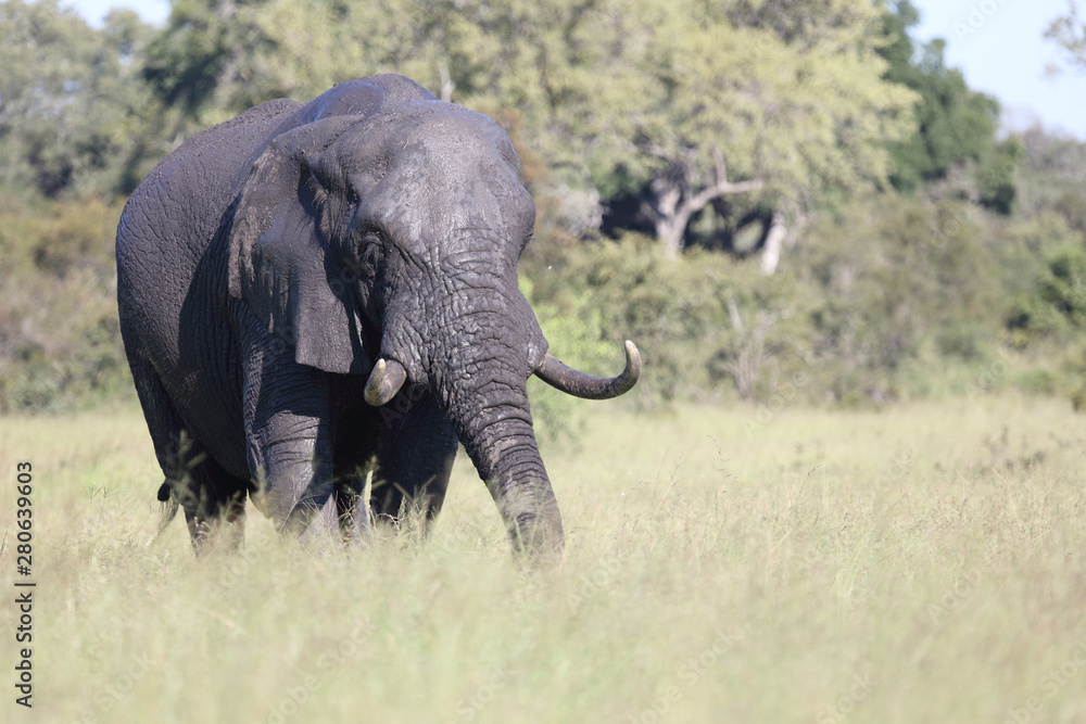 Fototapeta premium Afrikanischer Elefant / African elephant / Loxodonta africana