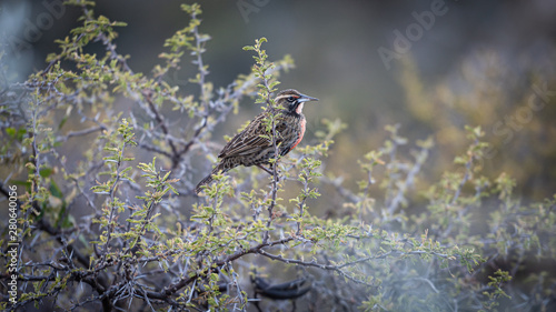 Beautiful red chest bird photo