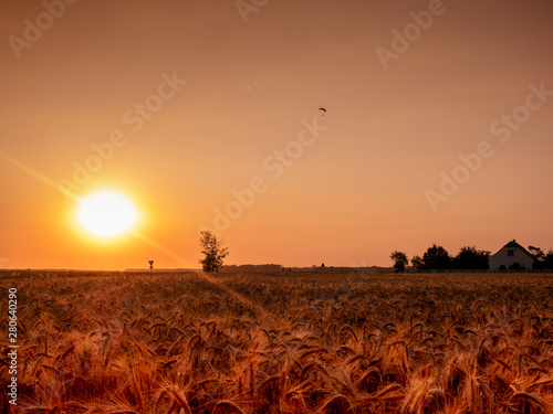 balet on the field, summer sunset, harvest