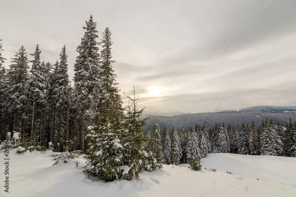 Beautiful winter mountain landscape. Tall dark green spruce trees covered with snow on mountain peaks and cloudy sky background. Beautiful winter mountain landscape. Tall dark green spruce trees covered with snow on mountain peaks and cloudy sky background.