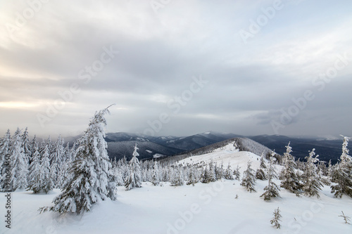 Wallpaper Mural Beautiful winter mountain landscape. Tall dark green spruce trees covered with snow on mountain peaks and cloudy sky background. Torontodigital.ca