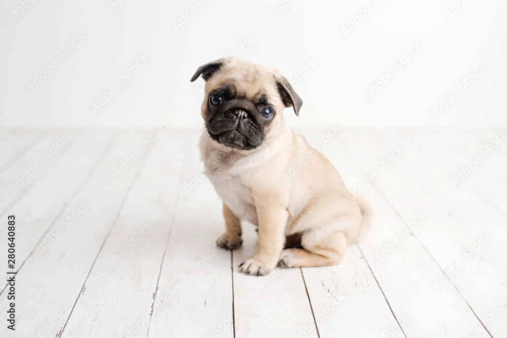 Pug puppy sitting on white wood background