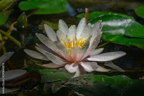 Amazing white with bright pink water lily or lotus flower Marliacea Rosea in old pond. Nymphaea with water drops is so beautiful. Soft close-up selective focus. Nature concept for design