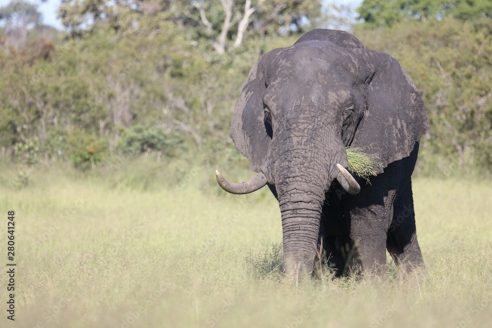 Afrikanischer Elefant / African elephant / Loxodonta africana Afrikanischer Elefant / African elephant / Loxodonta africana