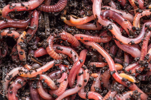 Many living earthworms for fishing in the soil, background
