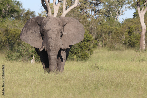 Afrikanischer Elefant / African elephant / Loxodonta africana