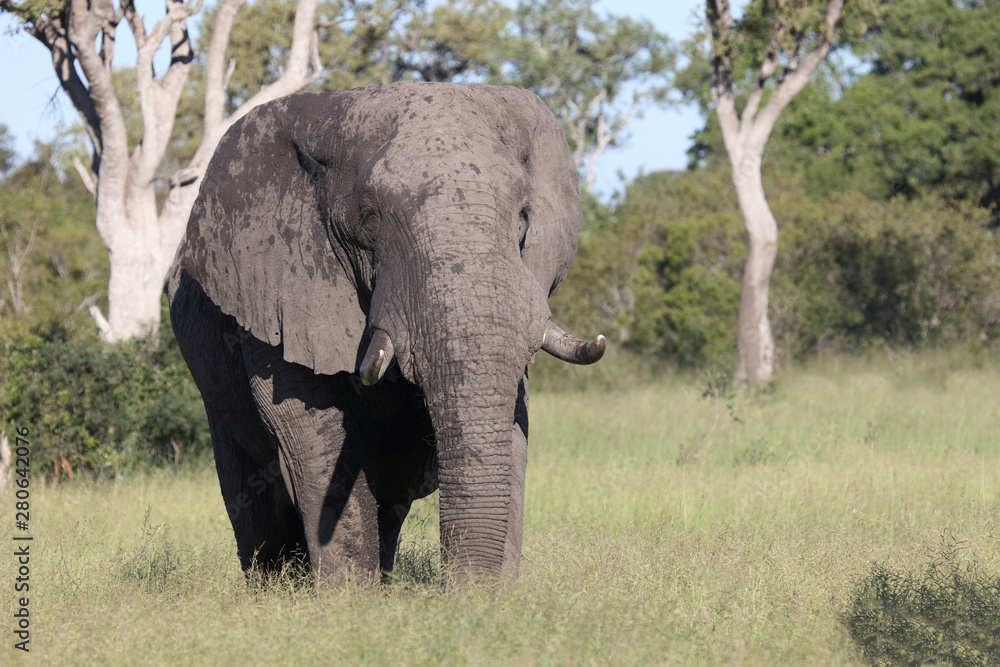 Fototapeta premium Afrikanischer Elefant / African elephant / Loxodonta africana
