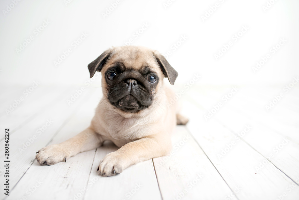 Pug puppy on white wood background - obrazy, fototapety, plakaty 