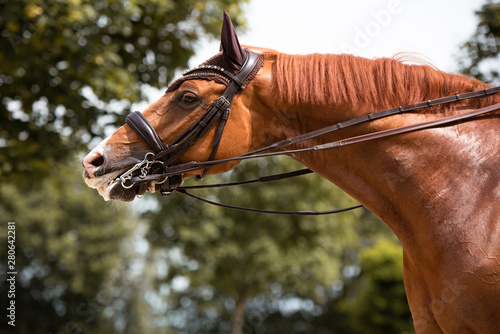 Portrait Pferd streckt sich nach einem Dressurtraining auf dem Reitplatz imt Kandare im Maul photo