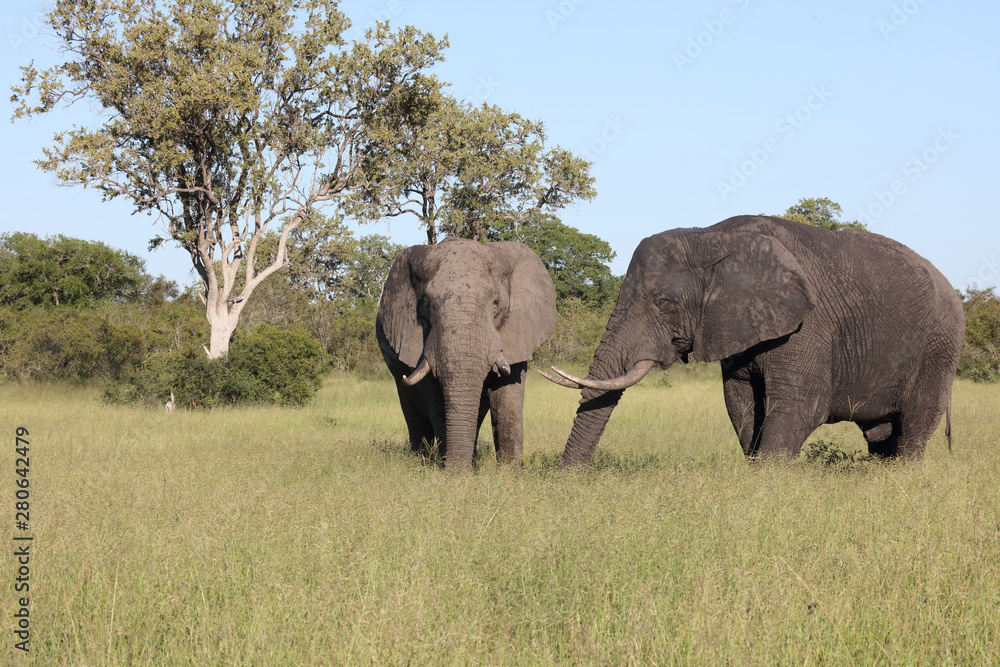 Fototapeta premium Afrikanischer Elefant / African elephant / Loxodonta africana