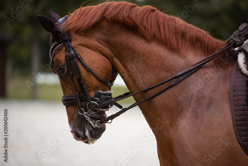 Portrait eines Pferdes während des Dressurtrainings