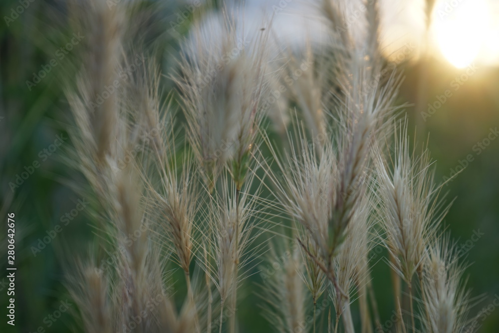 dry yellow grass with ears growing in a green field dry yellow grass with ears growing in a green field