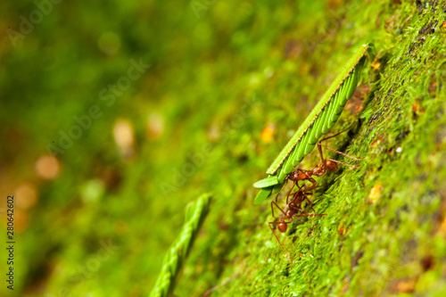Leaf Cutter Ant's carrying a leaf © Matthew