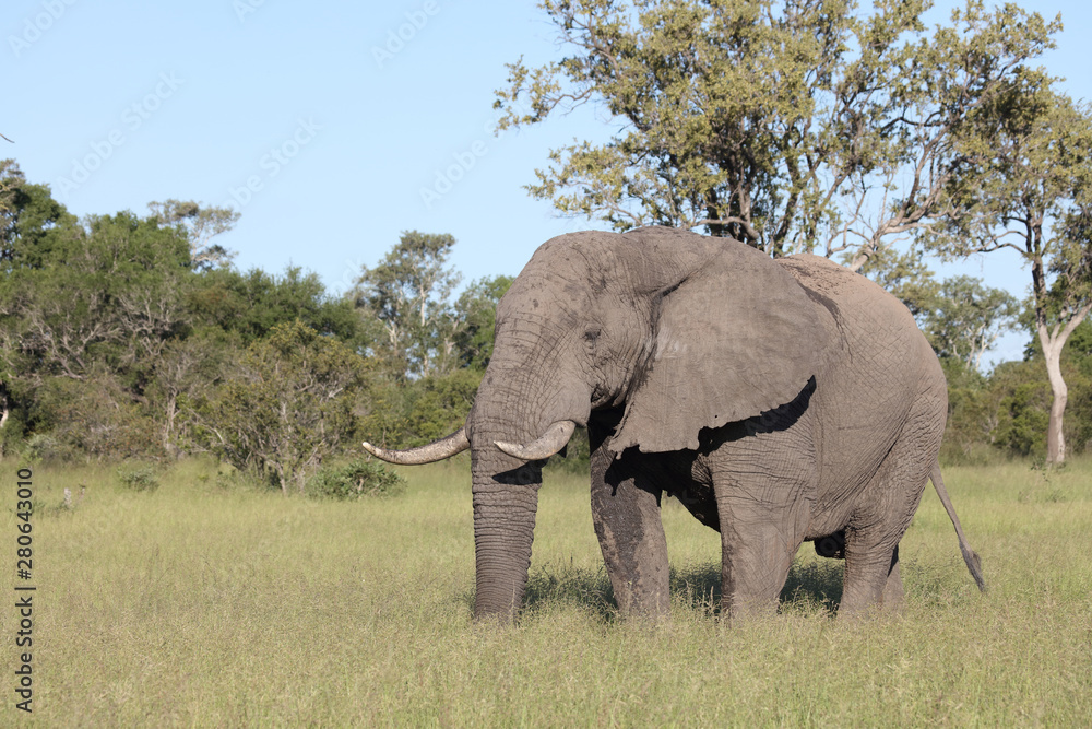 Fototapeta premium Afrikanischer Elefant / African elephant / Loxodonta africana