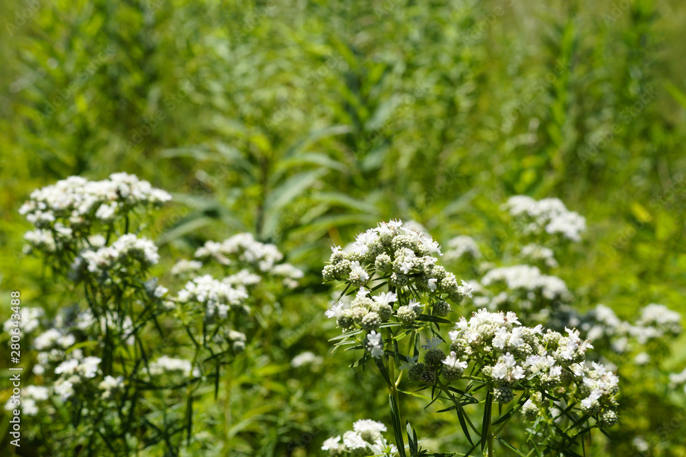 Horizontal image of narrow-leaved mountain mint (Pycnanthemum flexuosum) flowers against green meadow grasses, with copy space