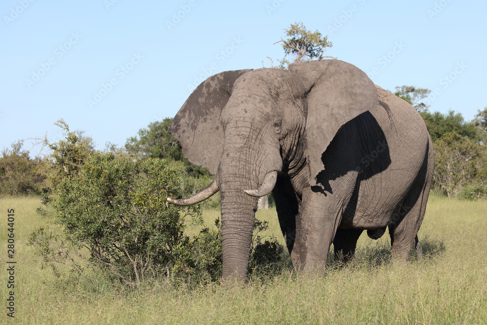 Afrikanischer Elefant / African elephant / Loxodonta africana Afrikanischer Elefant / African elephant / Loxodonta africana