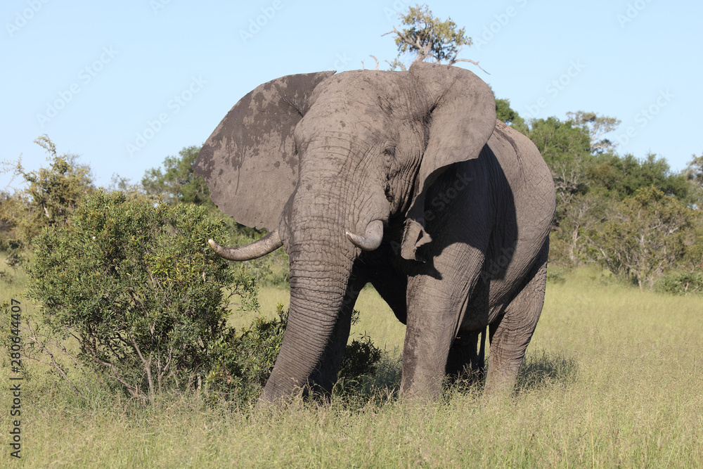Fototapeta premium Afrikanischer Elefant / African elephant / Loxodonta africana