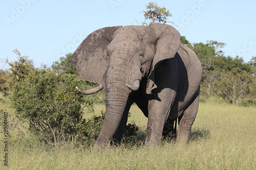 Afrikanischer Elefant   African elephant   Loxodonta africana