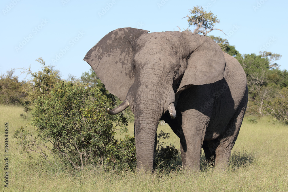 Fototapeta premium Słoń afrykański / Słoń afrykański / Loxodonta africana