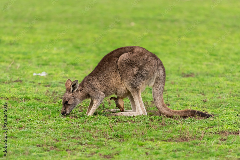 Kangaroo with a baby joey in the pouch Kangaroo with a baby joey in the pouch