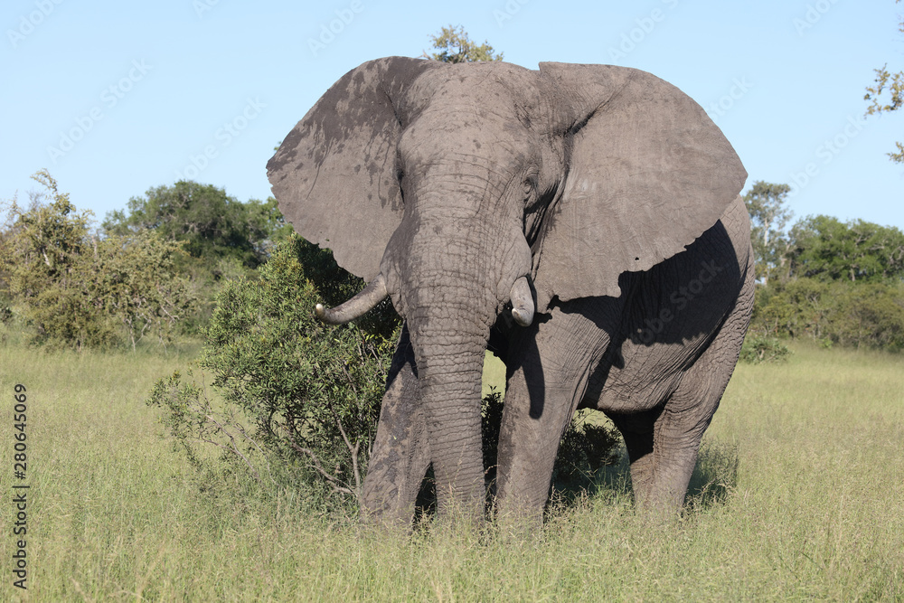Obraz premium Afrikanischer Elefant / African elephant / Loxodonta africana