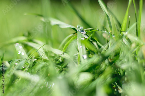 Green morning grass with dew, soft focus.