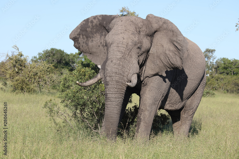 Fototapeta premium Afrikanischer Elefant / African elephant / Loxodonta africana