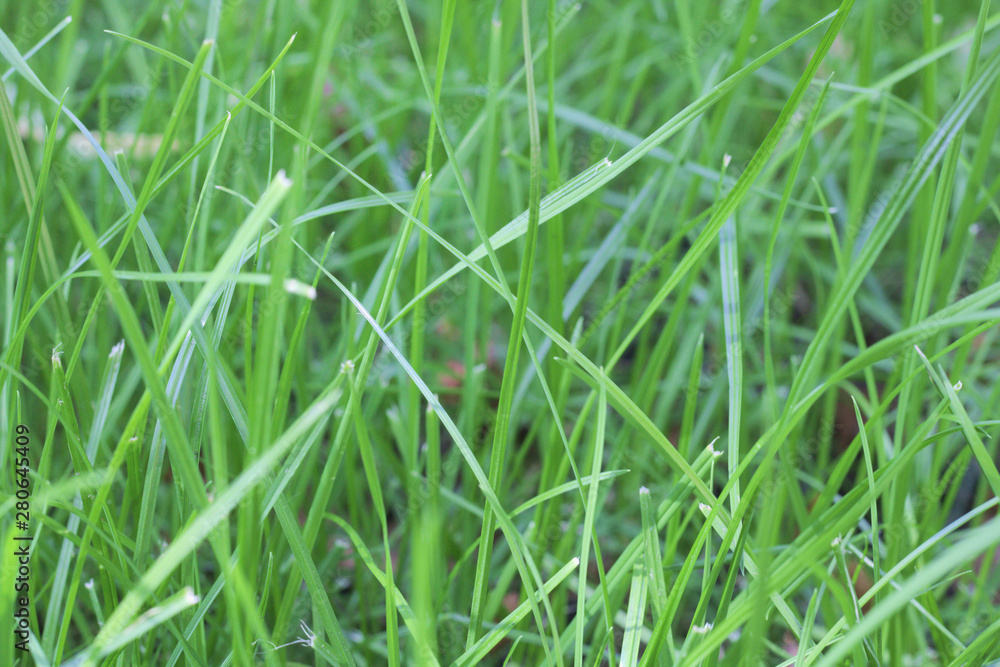green grass green grass