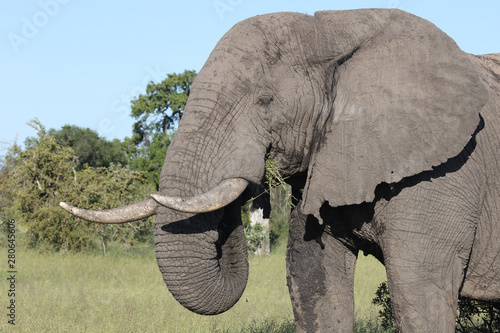 Afrikanischer Elefant   African elephant   Loxodonta africana