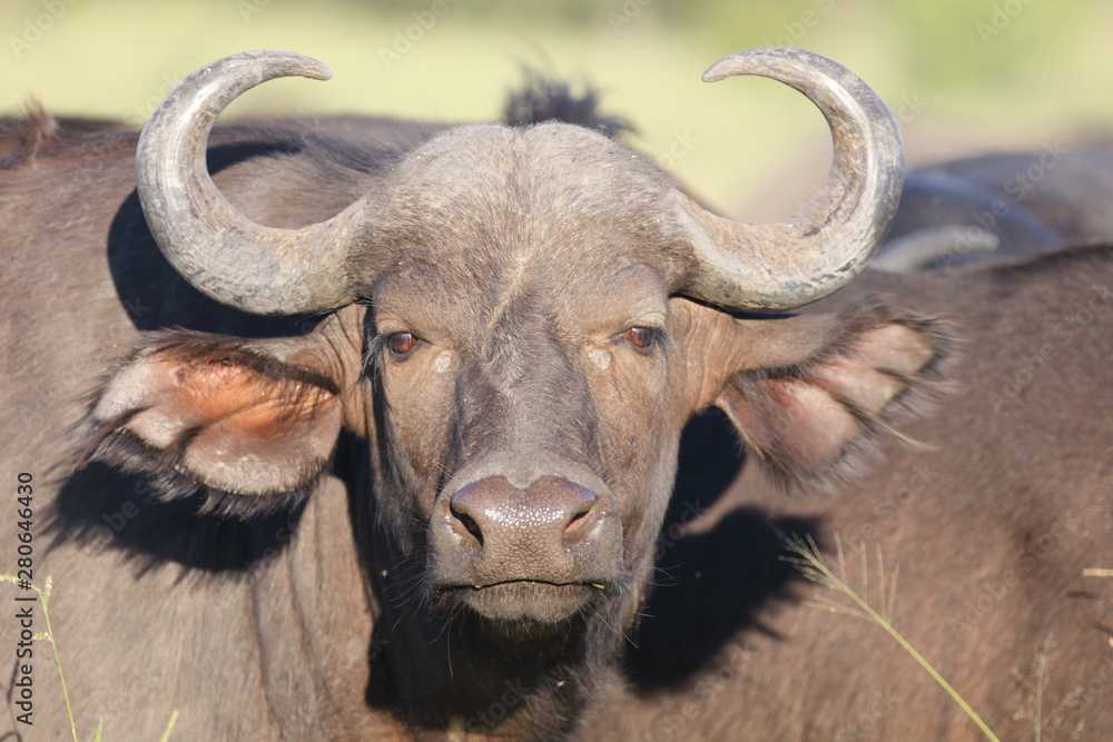 Kaffernbüffel / Buffalo / Syncerus caffer Kaffernbüffel / Buffalo / Syncerus caffer