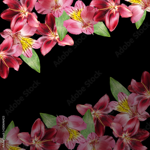 Beautiful floral background of burgundy lilies and pink alstroemeria. Isolated