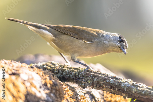 Eurasian blackcap on bright green background