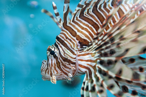 likon fish in aquarium © Matthew