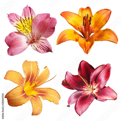 Set of Alstroemeria and Lily isolated on white background