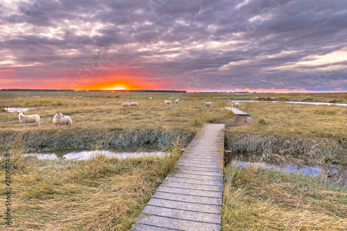 Boardwalk in Tidal Marshland nature reserve Saeftinghe photo