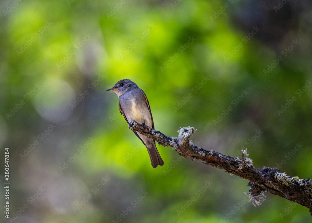 Fototapeta premium Western wood pewee in Ashland, Oregon