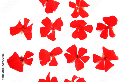 small natural flowers of red geranium on white background