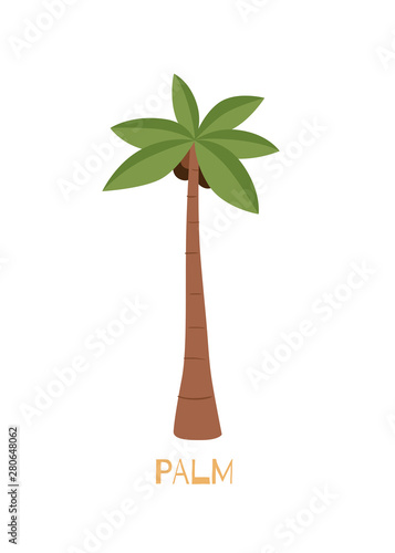 Palm tree with coconuts in a funny cartoon style. It can be used for registration of a children s interior  fabrics  design. Vector illustration on white isolated background.