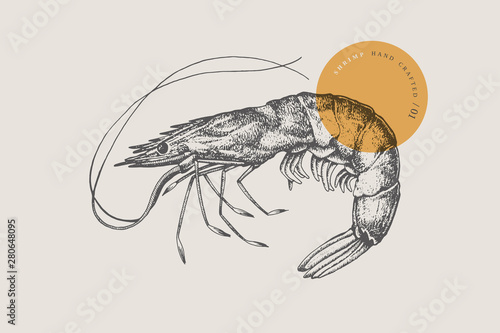 Large shrimp, drawn by graphic lines on a light background. Retro engraving for a menu of fish restaurants, for packaging in markets and in stores. Vector vintage illustration. photo